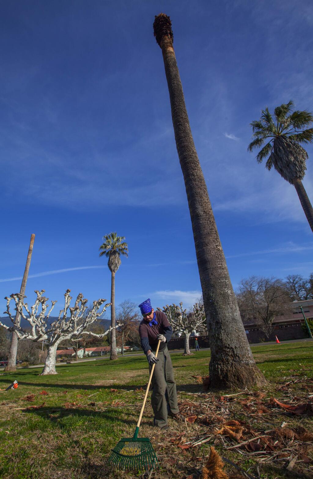 Robbi Pengelly/Index-TribuneAll six of the iconic palm trees that line the entrance to the Sonoma Developmental Center are coming down.Workers from The Professional Tree Care Company clean up the debris left after topping two of the palms.