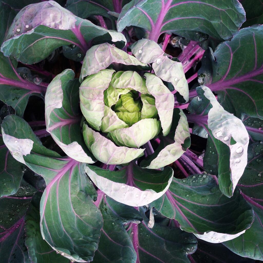 Brussel sprouts can be planted to add a pop of color to garden displays.