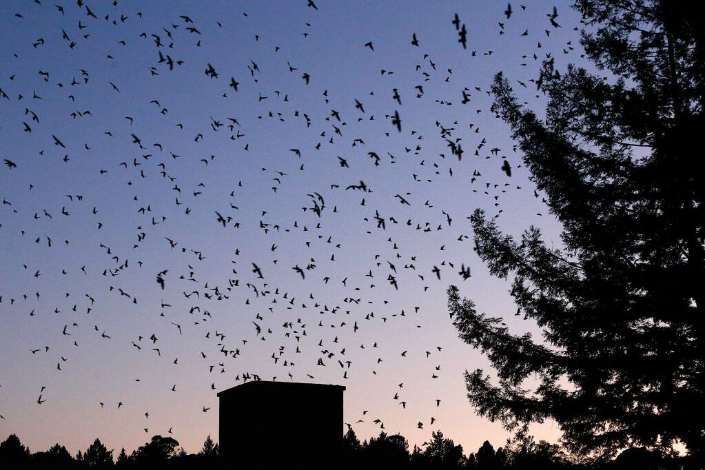 Thousands of Vaux's Swifts fly return to the boiler room chimney at Rio Lindo Academy in Healdsburg, California, on Wednesday, September 5, 2018. (Alvin Jornada / The Press Democrat)