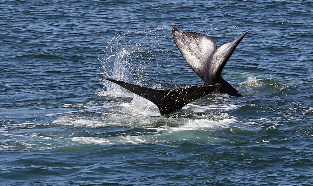 A pair of gray whales make their way north during their migration past Bodega Head on Thursday, May 1, 2014. (Christopher Chung/ The Press Democrat)