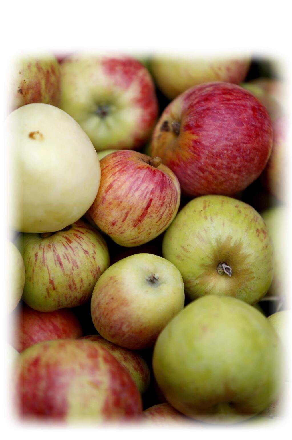 Gravenstein apples at an orchard in Sebastopol, on Thursday, July 23, 2015 .(BETH SCHLANKER/ The Press Democrat)