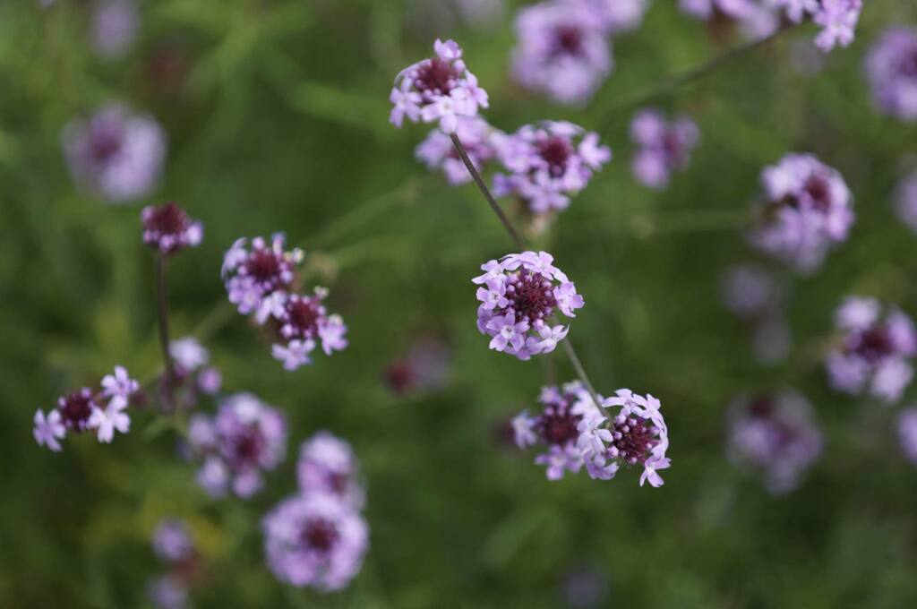 California Verbena blooms in a garden designed by April Owens, executive director of the Habitat Corridor Project, at the home of Niessa and Steve Diehl in Santa Rosa on Monday, March 16, 2020. (BETH SCHLANKER/ The Press Democrat)