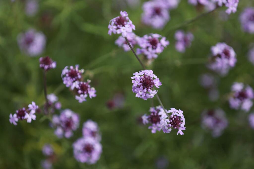 California Verbena blooms in a garden designed by April Owens, executive director of the Habitat Corridor Project, at the home of Niessa and Steve Diehl in Santa Rosa on Monday, March 16, 2020. (BETH SCHLANKER/ The Press Democrat)
