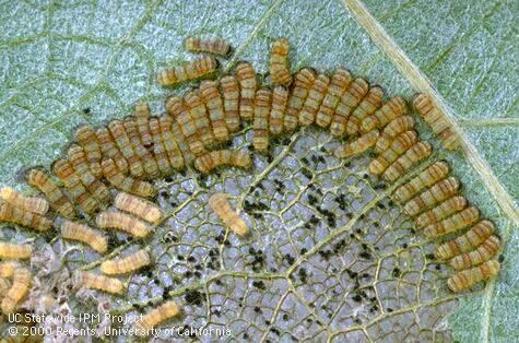 The Napa County Agricultural Commissioner's Office is asking growers and gardeners to watch for the Western Grapeleaf Skeletonizer after the pest was discovered June 24, 2105, in Calistoga. This image, from UC Davis, shows the moth in its third larval stage.