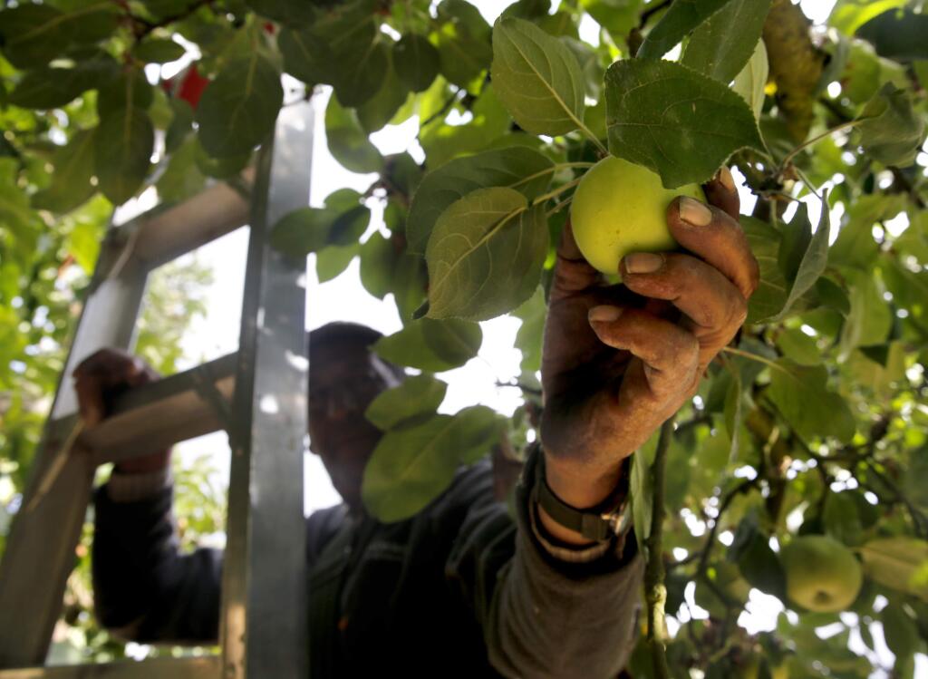 Miguel Hernandez, employee of Lee Walker Ranch, picks Gravenstein apples at an orchard in Sebastopol, on Thursday, July 23, 2015 .(BETH SCHLANKER/ The Press Democrat)