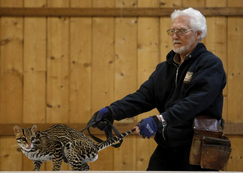 Rob Dicely holds on to Chachi, an ocelot, during a show by the Wild Cat Education and Conservation Fund at the Sebastopol Community Cultural Center on Sunday, January 7, 2018 in Sebastopol, California . (BETH SCHLANKER/The Press Democrat)