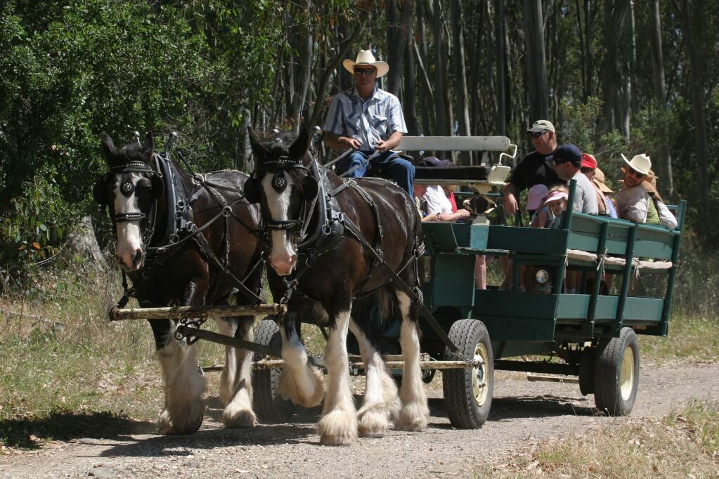 Neil Shepard and his Clydesdales give visitors a ride on Plowing Play Day at Jack London State Park.