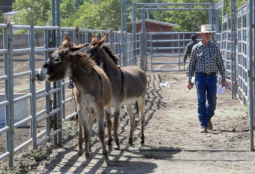 The Bureau of Land Management brought 30 wild horses and 10 wild burros to the Sonoma County Fairgrounds on Saturday hoping to find new homes for the animals. (John Burgess/The Press Democrat)