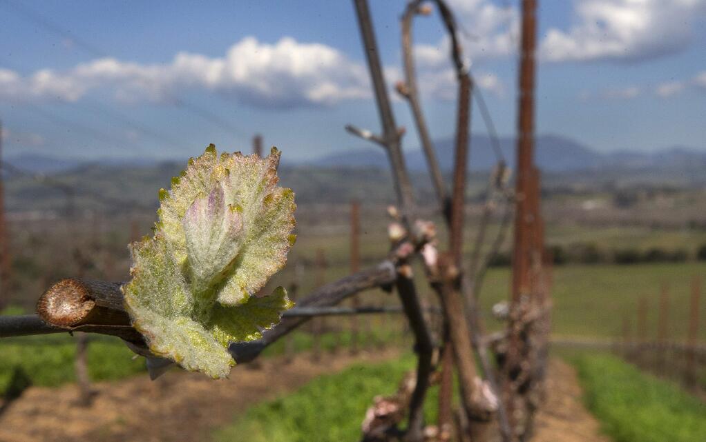 The recent spell of warmer days have encourage the pinot noir vines buds to break open in the vineyard at Bucher Wines on Westside Rd. in Healdsburg. (photo by John Burgess/The Press Democrat)