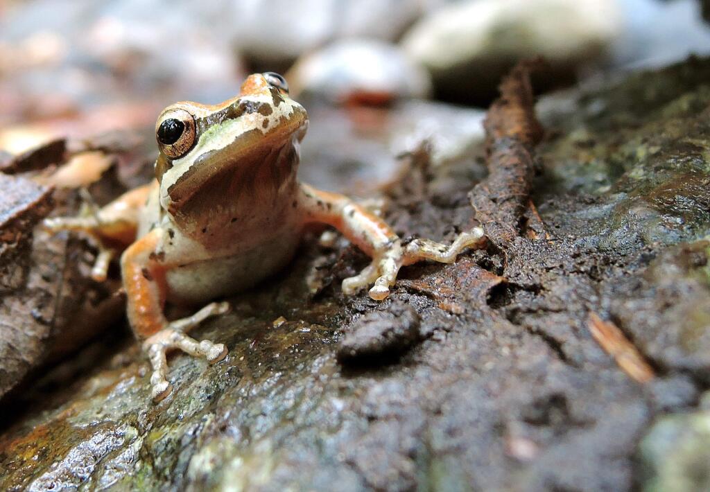 Pacific chorus frog showing eyestripe and enlarged toepads. Photo by Jennifer Michaels.