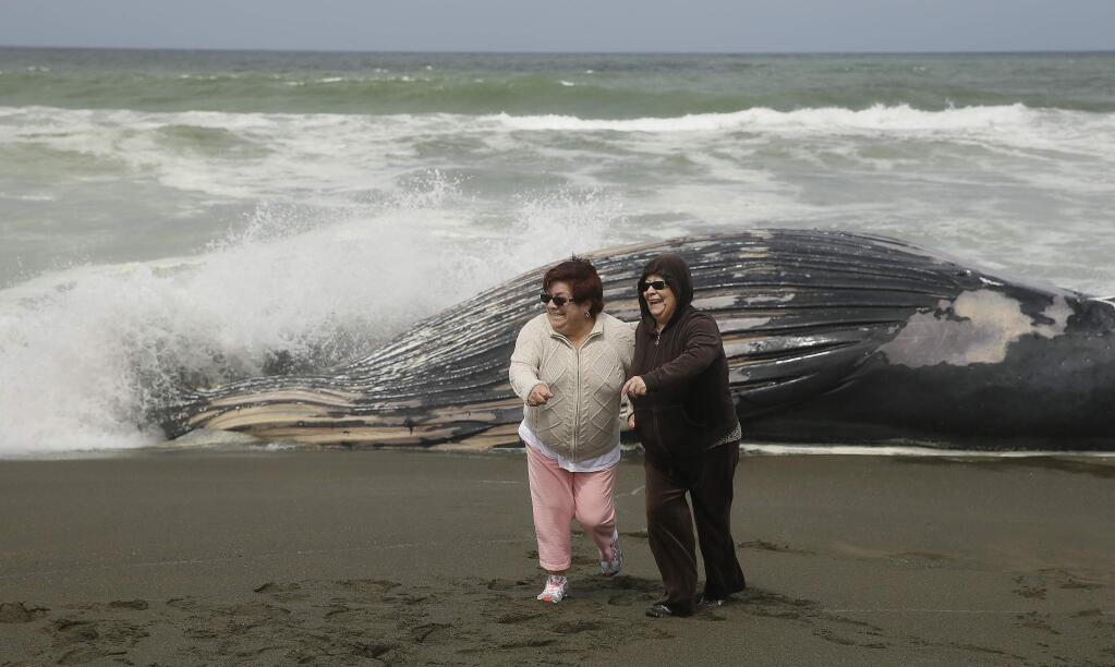 Aura Noguera, left, and her sister, Rita Castello, right, both of San Francisco, run from an incoming wave after posing by a beached humpback whale Tuesday, May 5, 2015, in Pacifica, Calif. The whale was discovered south of San Francisco, marking the second dead whale to wash ashore in less than three weeks. The 32-foot female whale is within sight of the carcass of a sperm whale that was discovered dead in mid-April. (AP Photo/Eric Risberg)