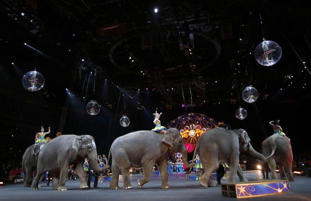 FILE - In this Thursday, March 19, 2015 file photo, elephants walk during a performance of the Ringling Bros. and Barnum & Bailey Circus, in Washington. It was recently announced elephants would be eliminated from its circus performances by 2018. San Francisco is poised to ban performances using bears, lions, elephants and other wild animals, joining a few other places that have prohibited the use of exotic animals for entertainment. The ordinance, which is expected to get final approval from the San Francisco Board of Supervisors Tuesday, April. 21, 2015 applies to circuses, backyard birthday parties and even filming for movies and television shows. (AP Photo/Alex Brandon)