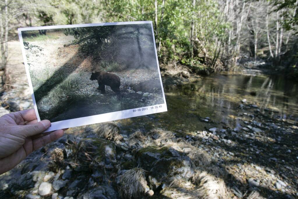In 2011, a black bear was caught on motion-detection cameras near Geyserville.