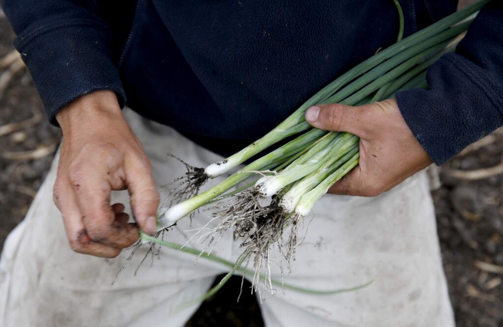 Colby Accacian harvests green onions at Coyote Family Farm on Thursday, August 18, 2016 in Penngrove, California . (BETH SCHLANKER/ The Press Democrat)