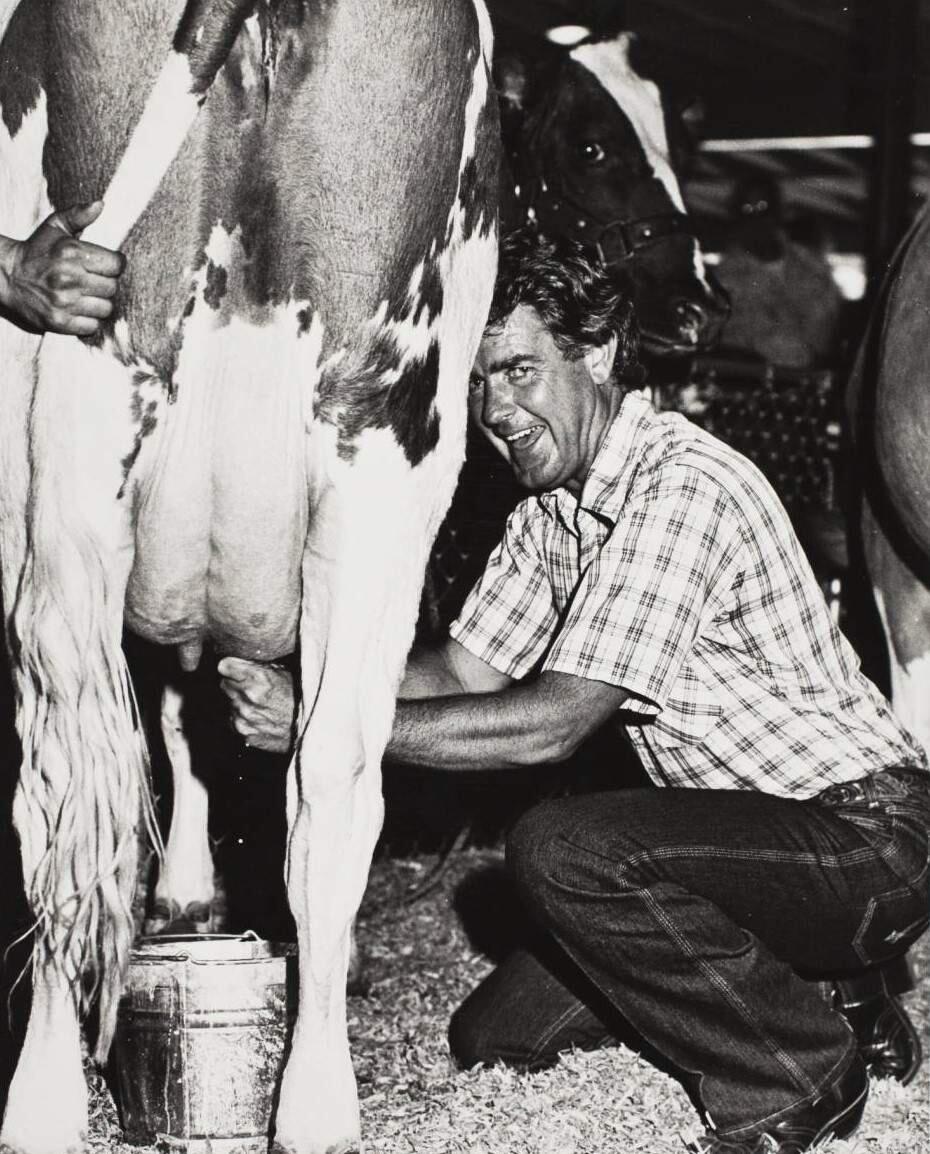 Alan Milner milks a cow at the Sonoma County Fair in 1979. (Sonoma County Library)