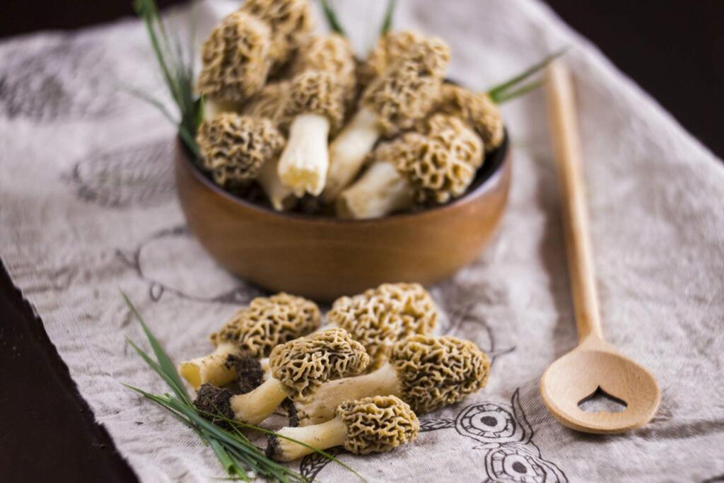 Morel mushrooms are usually rare and expensive when they show up in our markets and farmers' markets in mid-spring. Except for this year, because despite all the woe and misery last fall's fires caused, they also cause an abundant fruiting of morel mushrooms the following spring-which is right now.