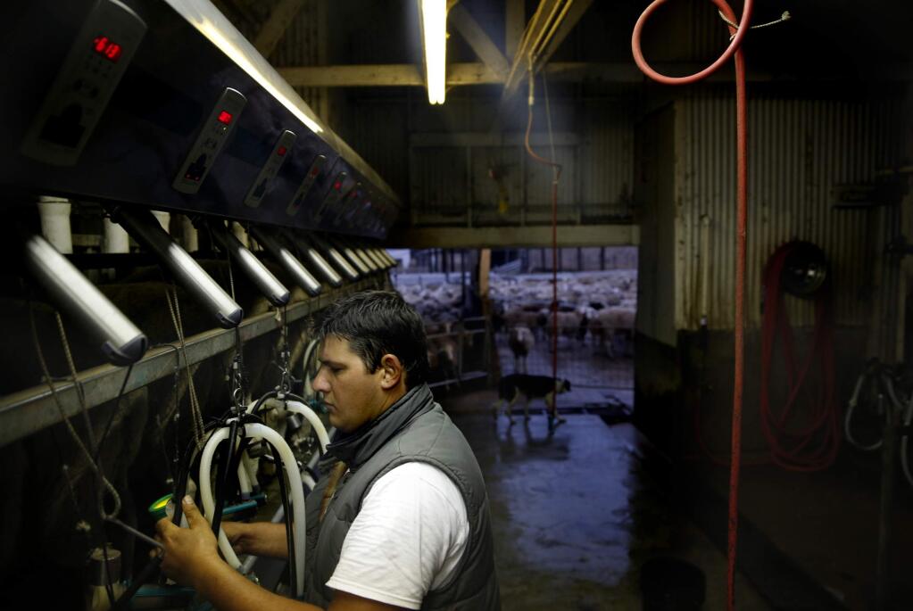 Joe Adiego, owner of Haverton Hill Creamery, hooks up sheep to be milked in the early morning on Tuesday, Aug. 5, 2014 in Petaluma. (BETH SCHLANKER / The Press Democrat)
