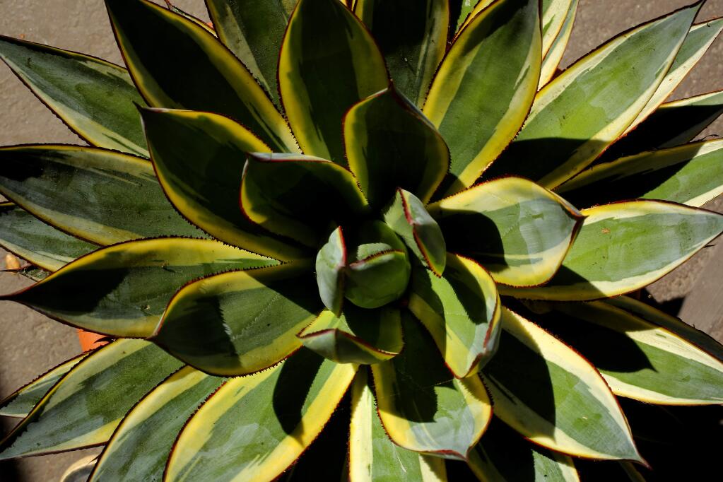 Agave’s such as this 'Snowplow 2' growing in a Sebastopol garden, make bold statements in a landscape and take minimal water. Learn about different varieties and how to use them in an upcoming webinar.  (John Burgess/The Press Democrat)