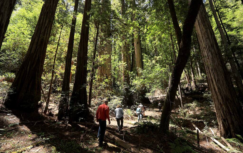 Jack London State Historic Park is offering guided hikes that explore the park’s majestic redwoods and the benefits of mindful walking as part of California State Parks Week. (Kent Porter/PD File)
