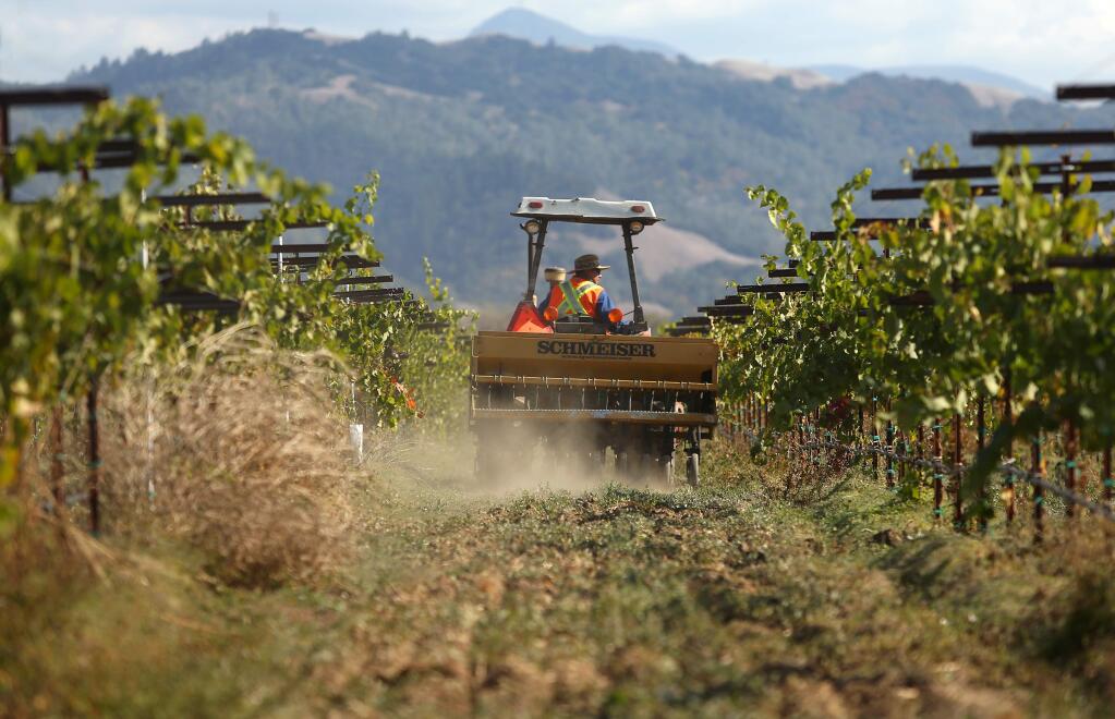 Manuel Gaspar Jiminez seeds a vineyard, owned by Constellation Brands, with cover crop, near Geyserville on Wednesday, October 30, 2013. (Christopher Chung/ The Press Democrat)