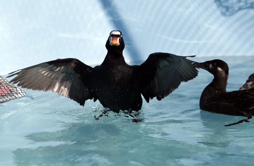 A male surf scoter spreads its wings after being treated, washed and dried at International Bird Rescue, Tuesday, Jan. 20, 2015, in Fairfield. (AP Photo/Marcio Jose Sanchez)