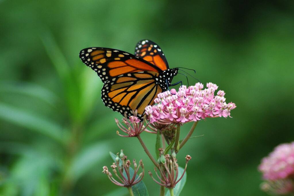 A monarch butterfly on milkweed.