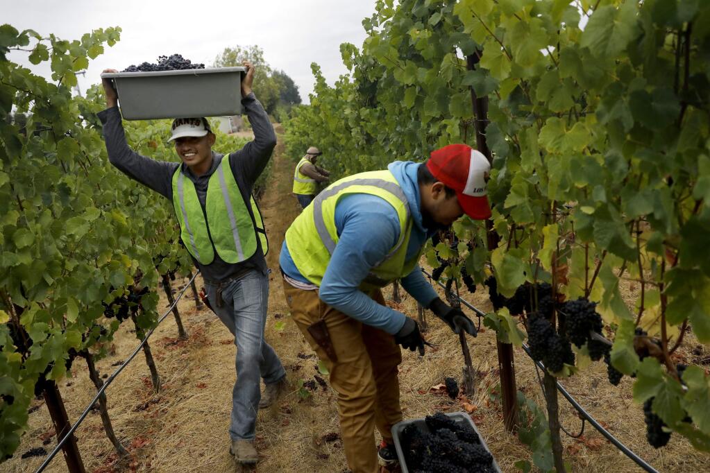 Santiago Ferreia, left, and Jesus Alfredo, right, part of a Martinelli crew, harvest pinot grapes at Zio Tony Ranch in Sebastopol on Thursday, August 30, 2018. (Beth Schlanker/ The Press Democrat)