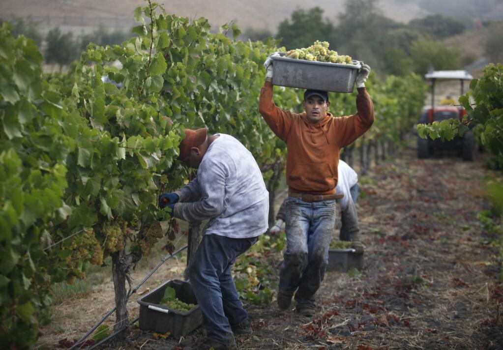 Jose Manuel Dajia, an employee with La Prenda Vineyards Management, Inc., carries a container Chardonnay grapes that he picked at Nicholson Ranch on Tuesday, October 9, 2012 in Sonoma, California. (BETH SCHLANKER/ The Press Democrat