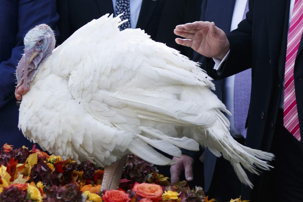 In this Nov. 21, 2017, photo, President Donald Trump pardons Drumstick during the National Thanksgiving Turkey Pardoning Ceremony in the Rose Garden of the White House in Washington. A poll shows more than a third of Americans dread the prospect of political talk over Thanksgiving. The survey by the Associated Press-NORC Center for Public Affairs Research shows that just 2 in 10 are eager to discuss politics. (AP Photo/Evan Vucci)