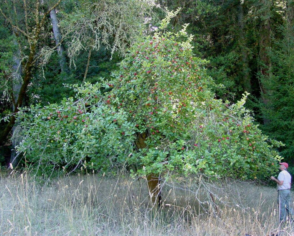 A visitor surveys an apple tree on the Nunn homestead property at the Calabazas Creek Open Space Preserve. (Arthur Dawson)