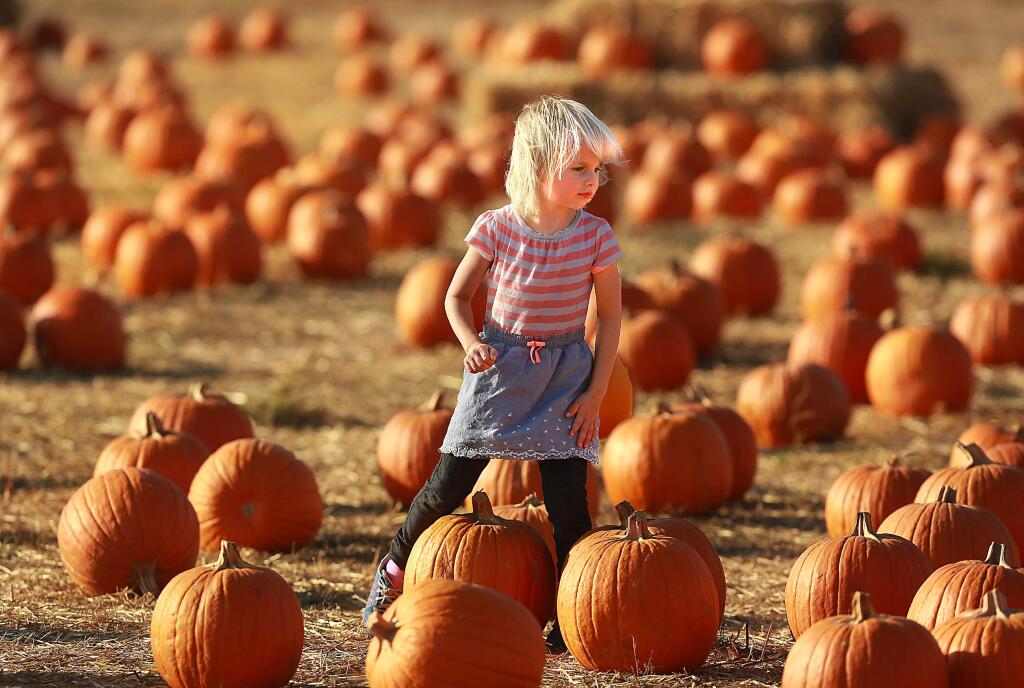 Lily Kimbel, 4, of Petaluma looks for the perfect pumpkin at the Great Peter Pumpkin Patch in Petaluma in 2015. (JOHN BURGESS / The Press Democrat)