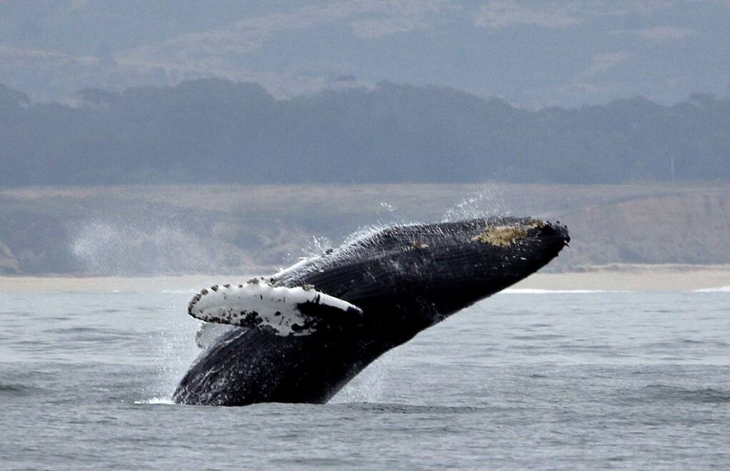FILE - In this Monday, Aug. 7, 2017 file photo, a humpback whale breeches off Half Moon Bay, Calif. A conservation group says the number of whales entangled in crab fishing gear along the West Coast dropped by nearly half this year after a lawsuit settlement ended California's commercial Dungeness crab season early. The Center for Biological Diversity says preliminary data released by the National Marine Fisheries Service shows 18 whale entanglements were reported in the first eight months of 2019, down from 42 reports during that same period in 2018. (AP Photo/Eric Risberg, File)