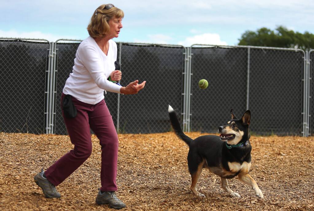 Sonoma Humane Society volunteer throws a ball for Mason, in Santa Rosa, on Tuesday, May 24, 2016. Mason was returned to the shelter after his family lost their home.(Christopher Chung/ The Press Democrat)