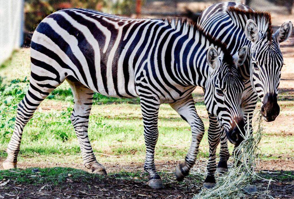 Two male zebras have joined the Oakland Zoo from Safari West. (COURTESY OF THE OAKLAND ZOO)