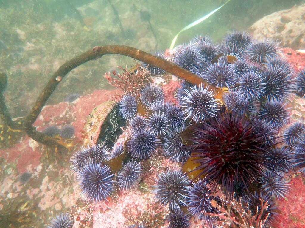 Large aggregations of purple urchins are wiping out kelp forests, creating pink barrens and out-competing other species such as abalone for space and food.