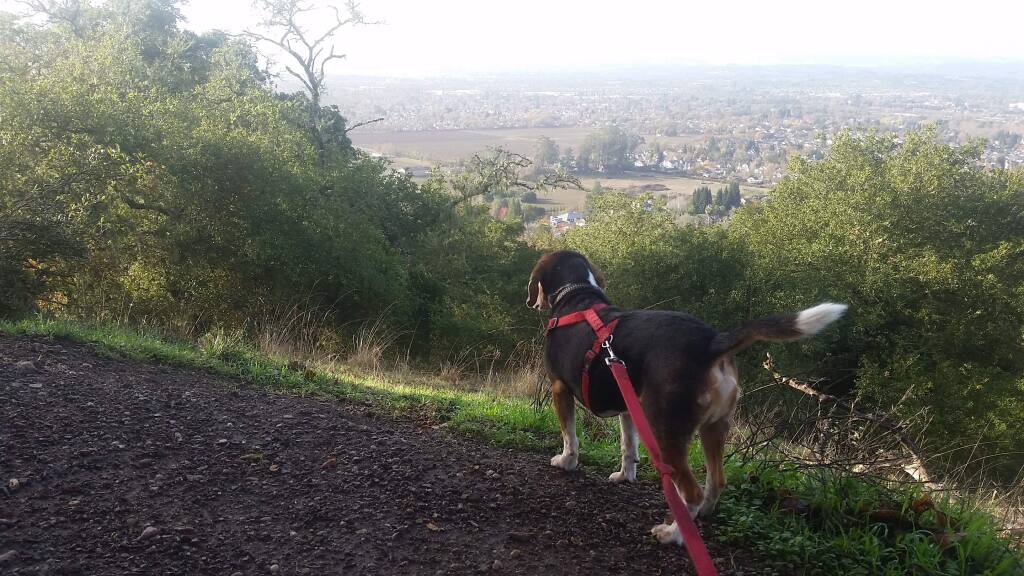 Sylvester the beagle enjoys the view at Foothill Regional Park in Windsor. (Photo by Janet Balicki)