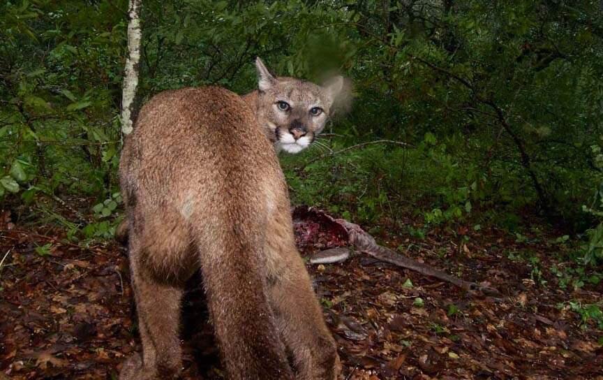 Remote camera capture of a mountain lion at a kill site in the Mayacamas mountains of Sonoma County. A new Audubon Canyon Ranch research project will study the habitat and habits of the mountain lion population of Sonoma and Napa counties. (Photo courtesy of Audubon Canyon Ranch)