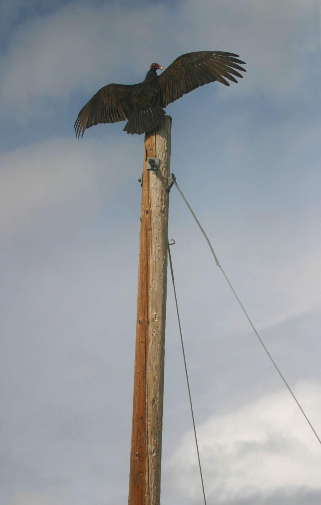 Robbi Pengelly/Index-Tribune file photoThis turkey vulture flaps its wings to dry out after a mean.
