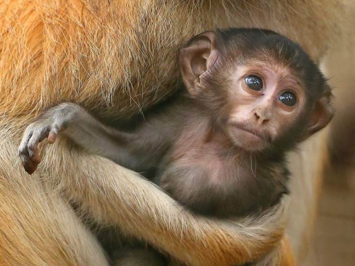 The results are in! The name of the baby patas monkey at Safari West is 'Gizmo.' (John Burgess / Press Democrat)