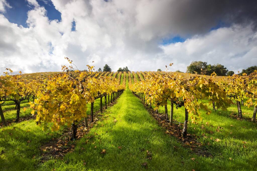 Vineyards in beautiful fall color in the Russian River Valley wth dramatic clouds overhead near Healdsburg, California.