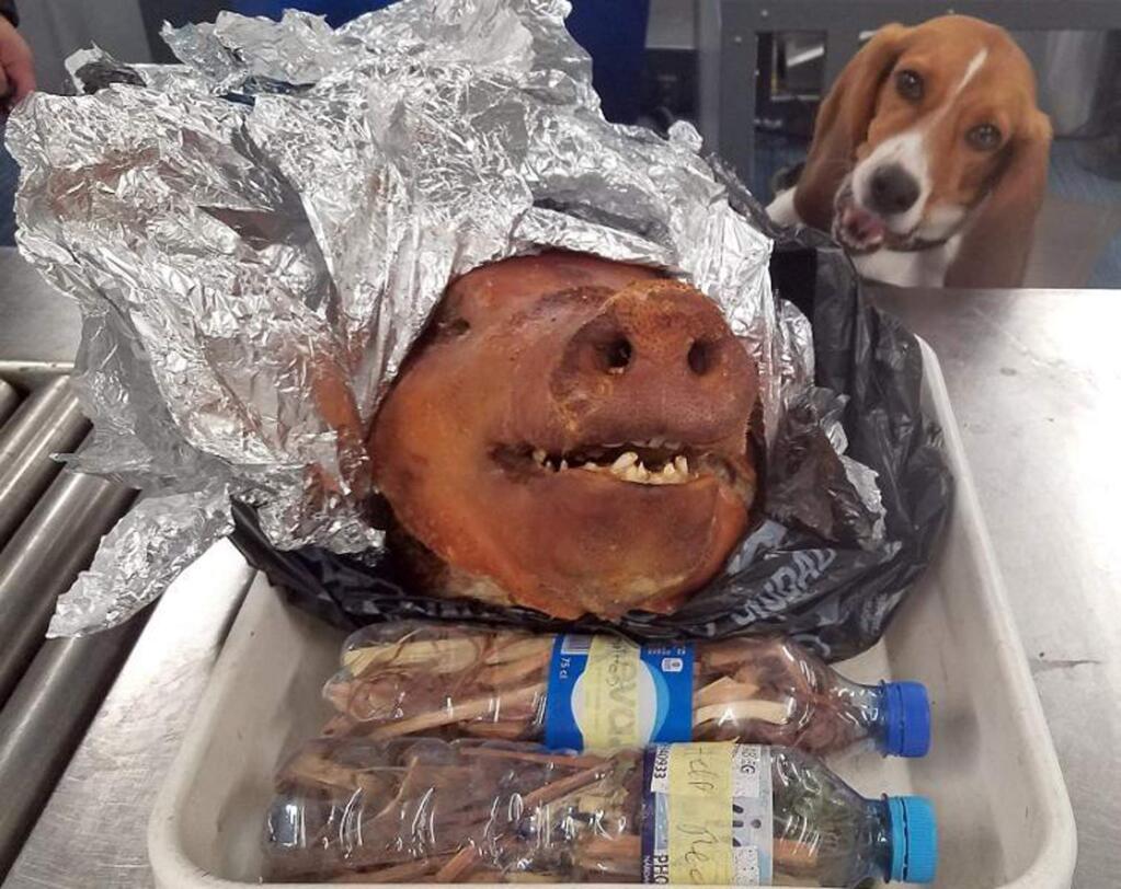 In this Oct. 11, 2018 photo provided by the U.S. Customs and Border Protection, CBP Agriculture Detector K-9 named Hardy looks at a roasted pig's head at Atlanta's Hartsfield-Jackson International Airport. A passenger traveling from Ecuador was relieved of the leftovers after the beagle alerted to the baggage at the world's busiest airport. (U.S. Customs and Border Protection via AP)