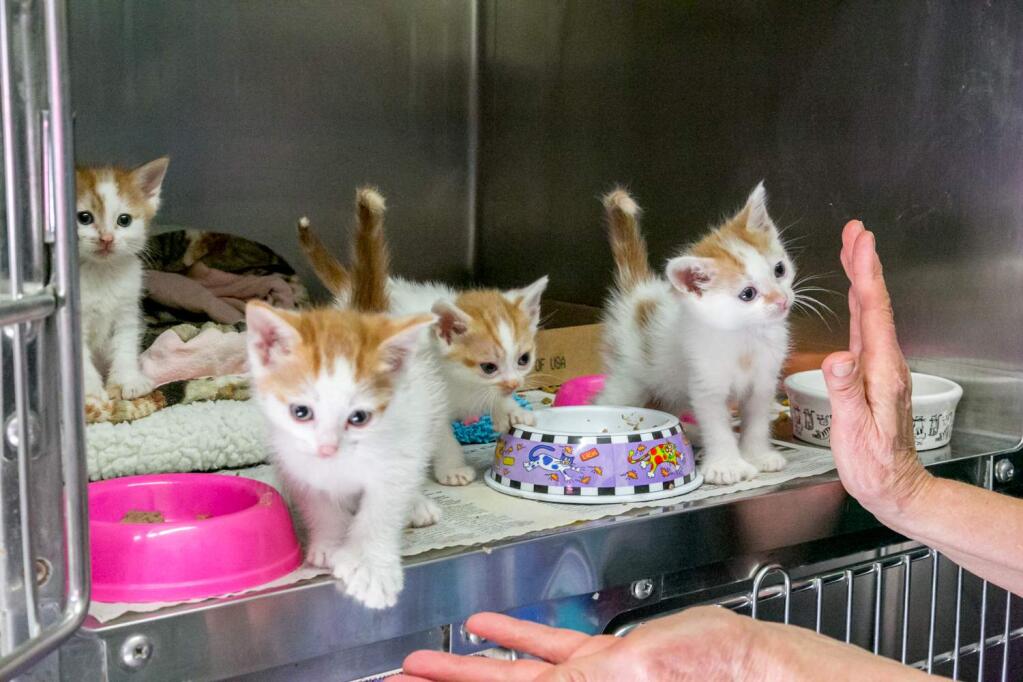 Four polydactyl kittens consider making a run for it at Pets Lifeline in Sonoma. (Photo by Julie Vader/special to the Index-Tribune)