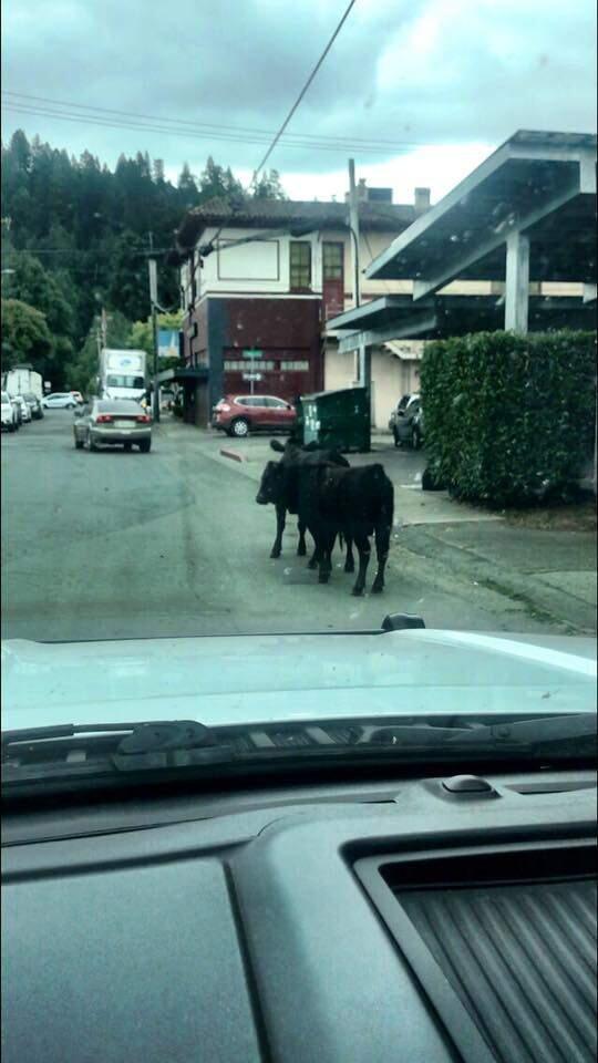 A few cows were found wandering on Church Road in Guerneville on Monday, May 13, 2019. (SONOMA COUNTY SHERIFF'S OFFICE/ FACEBOOK)