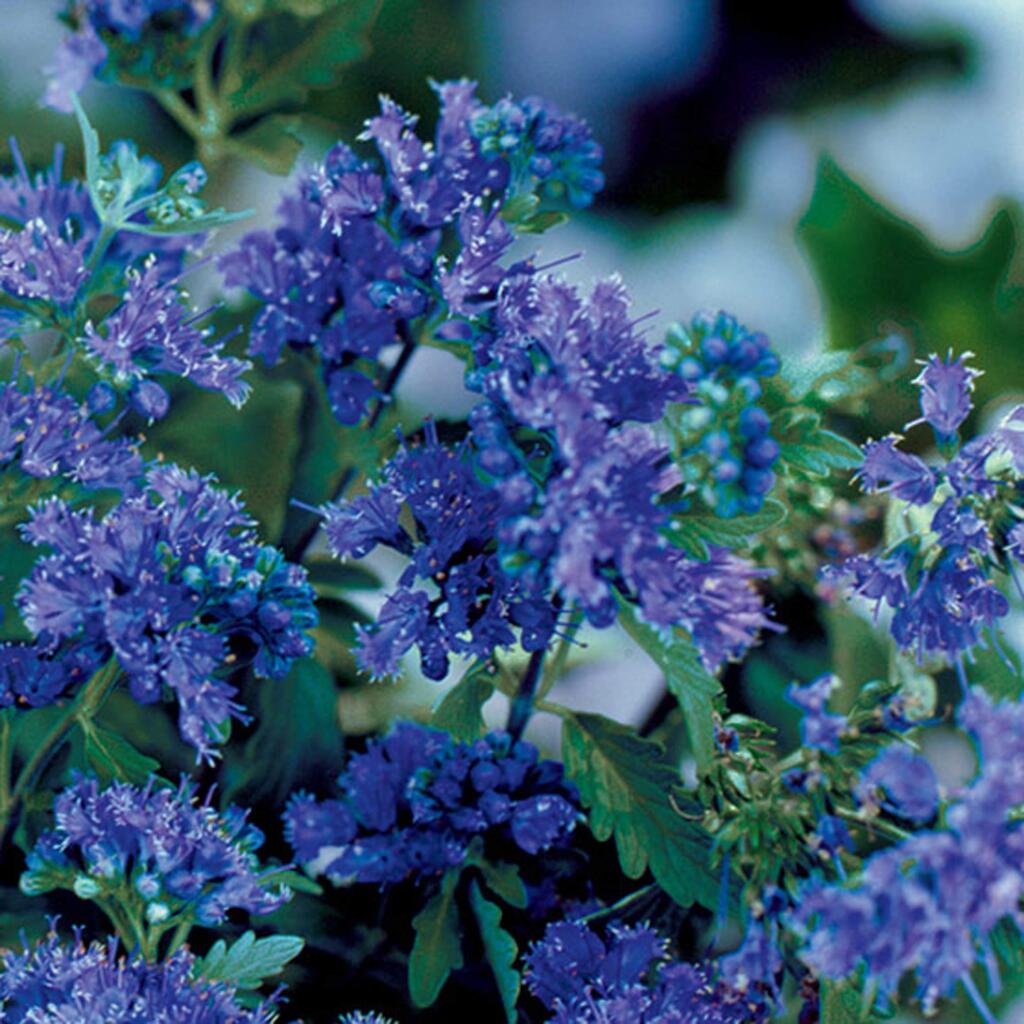 Blue Mist shrubs are compact, growing from 2 to 3 feet wide and 2 feet tall. They like full sun, and produce scads of deep blue fringed flowers from August until December.