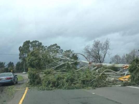 Fallen tree near the westbound Highway 12/southbound Highway 101 connector in Santa Rosa, Tuesday, Dec. 16, 2014. (photo by Jeni Bochman)