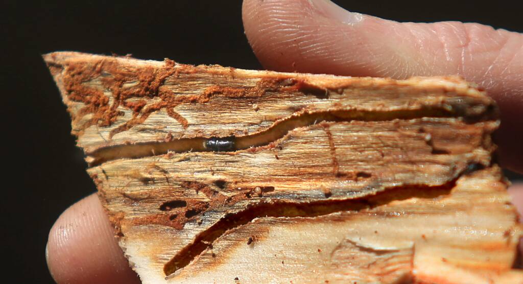 Western bark beetle's leave trails of destruction in the cambium of a pine tree in the Boggs Mountain State Forest in Lake County Tuesday May 5, 2015. (Kent Porter / Press Democrat) 2015