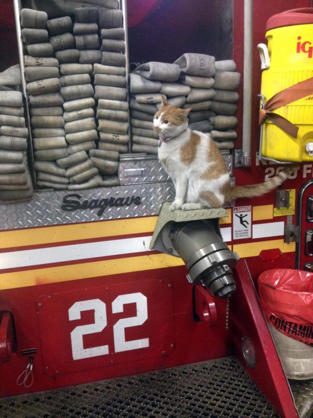 This photo provided by Lisa Rogak shows Carlow the cat perched on a fire truck in New York. Carlow was found by firefighters of Engine 22, Ladder 13 in upper Manhattan and became their official mascot. He is named him after a bar down the street. Carlow's job is one of 50 showcased in Lisa Rogak's new book titled 'Cats on the Job.' (Jessica Mikel Bertolini via AP)