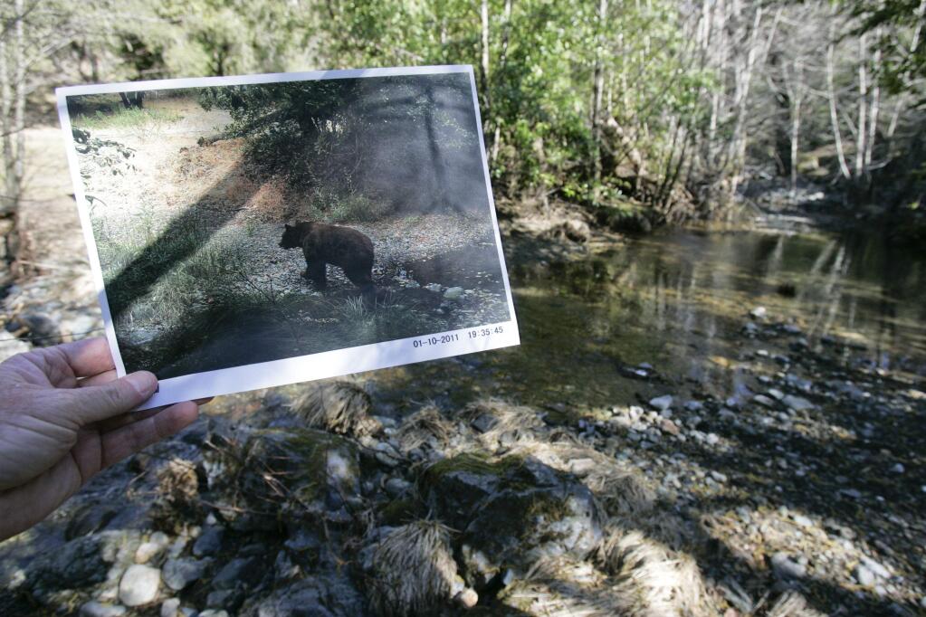 A black bear is caught on Aug 31, 2012, about 8 p.m. by a camera that uses motion detection to photograph anything that might wander by 24 hours a day 7 days a week along a creek on the 1,750 acre Modini Ingalls Ecological Preserve off Pine Flat Road near Geyserville on Feb 14, 2013. (SCOTT MANCHESTER/PRESS DEMOCRAT)