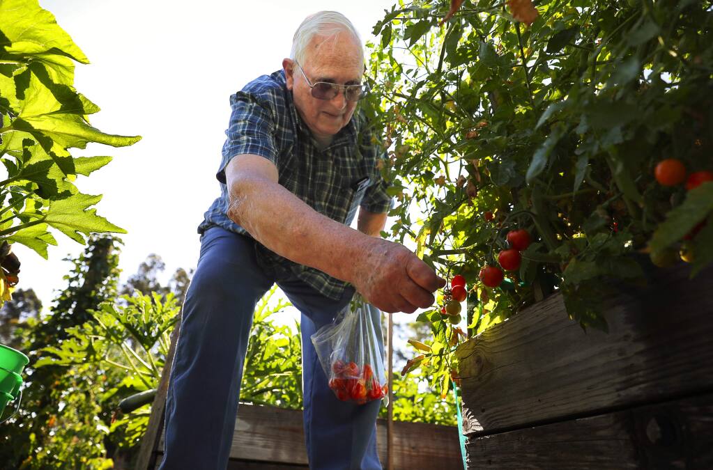 Earl Petersen picks tomatoes in 'Faith's Garden', at Faith Lutheran Church, in Sonoma on Tuesday, August 1, 2017. (Christopher Chung/ The Press Democrat)