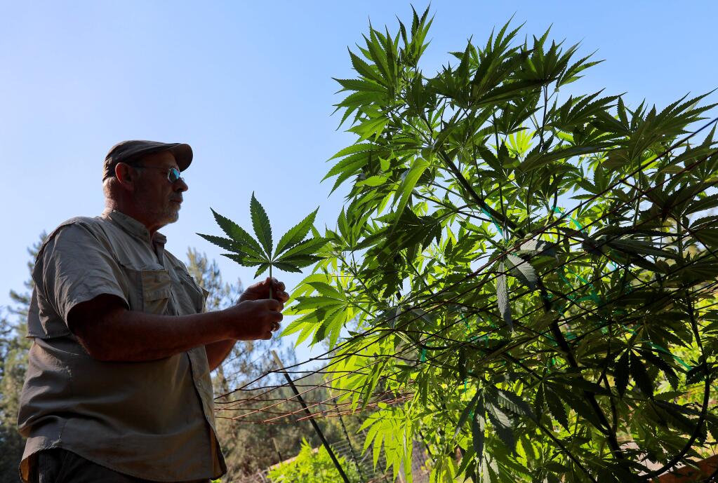 Now that recreational marijuana is legal in California, individuals can petition to overturn or reduce old convictions for possession, cultivation and distribution. Assembly Bill 1793 simplifies the process by directing the state to identify all eligible cases by July. (John Burgess/ The Press Democrat)